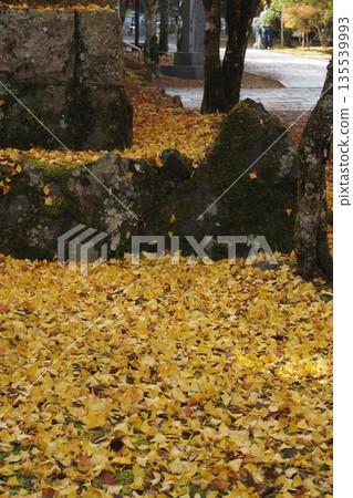 高野山內殿落下的銀杏葉 135539993