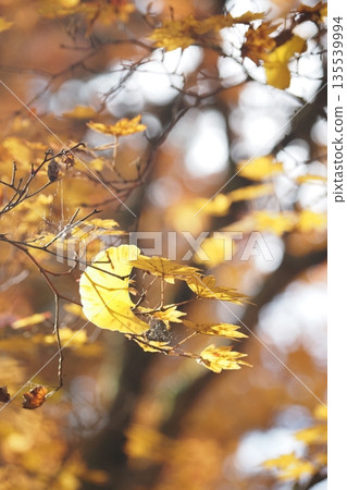 Maple leaves and fallen ginkgo leaves Maple leaves and fallen ginkgo leaves 135539994