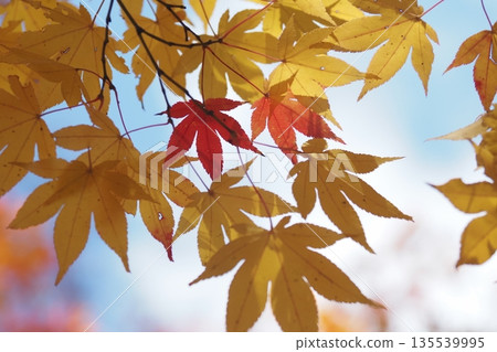 黃楓和紅秋葉 黃楓和紅秋葉 135539995