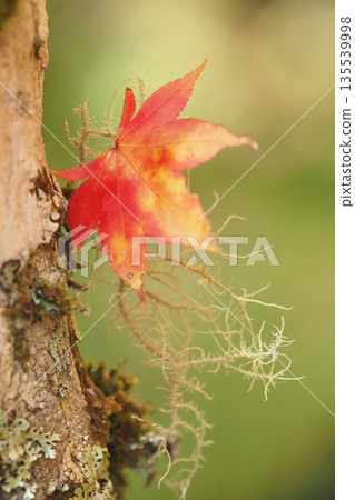 紅楓葉和植物 紅楓葉和植物 135539998