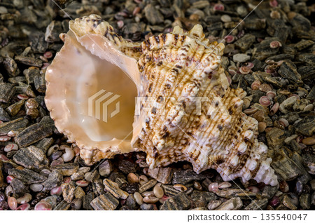 Frog Shell Sea Snail on Natural Pebble Beach 135540047