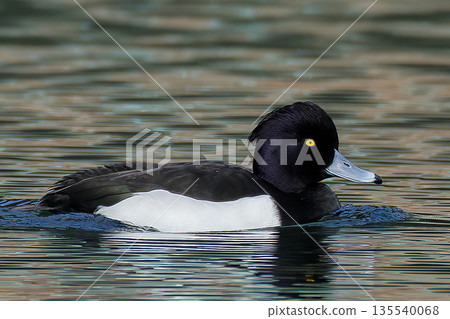 Male Tufted Duck floating on the water surface Male Tufted Duck floating on the water surface 135540068