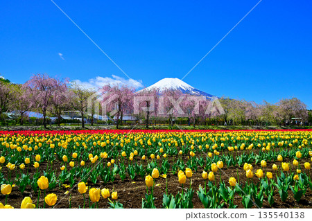 Snow-capped Mount Fuji seen from cherry blossom and tulip fields Snow-capped Mount Fuji seen from cherry blossom and tulip fields 135540138