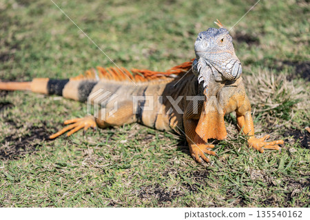Iguana lizard in tropical jungle. Wild iguana lizard. Exotic iguana reptile. Exotic reptile animal. Wildlife fauna. Reptile animal in nature. Wildlife zoo in jungle. Tropical iguana habitat Iguana lizard in tropical jungle. Wild iguana lizard. Exotic iguana reptile. Exotic reptile animal. Wildlife fauna. Reptile animal in nature. Wildlife zoo in jungle. Tropical iguana habitat 135540162