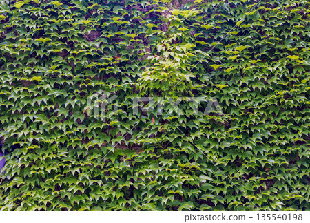 Green leaf of wild grape in nature with leaves. Green environment. Nature green background. Grape vine. Wild grape. Leaves green nature background 135540198