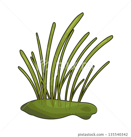 illustration of Beach grass illustration of Beach grass 135540342