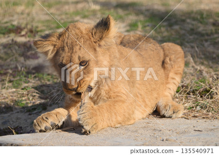 Lion cub brushing his teeth Lion cub brushing his teeth 135540971