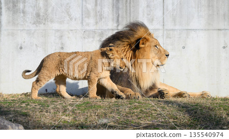 雄獅爸爸和他的小兒子 135540974