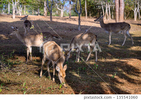 Group of Spotted Deer Feeding in a field Under a Tree. 135541060