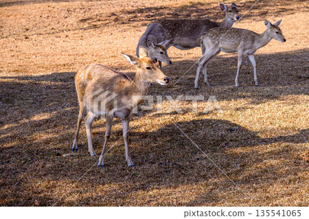 Group of Spotted Deer Feeding in a field Under a Tree. Group of Spotted Deer Feeding in a field Under a Tree. 135541065