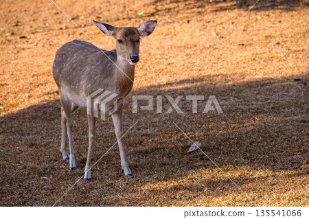 Spotted Deer Feeding the tops of the grass in the field. Spotted Deer Feeding the tops of the grass in the field. 135541066