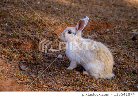 Cute Cottontail Rabbit hare sitting on floor. 135541074