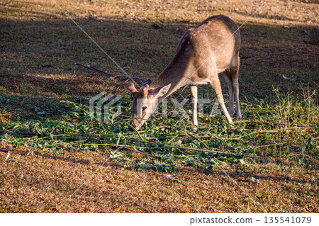 Spotted Deer Feeding the tops of the grass in the field. 135541079