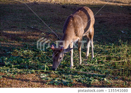 Spotted Deer Feeding the tops of the grass in the field. 135541080