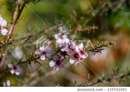 Manuka or Tea Tree is Scientific name Leptospermum scoparium flowers it a blooming in garden. 135541081