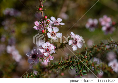 Manuka or Tea Tree is Scientific name Leptospermum scoparium flowers it a blooming in garden. Manuka or Tea Tree is Scientific name Leptospermum scoparium flowers it a blooming in garden. 135541082