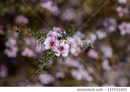 Manuka or Tea Tree is Scientific name Leptospermum scoparium flowers it a blooming in garden. 135541083