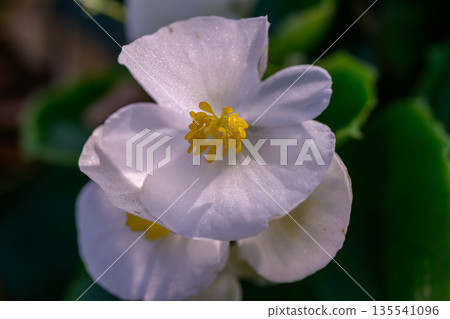 Close-up white Begonia flower blooming in the garden. Family Begoniaceae. 135541096