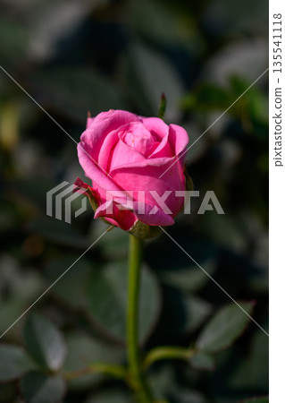 Close-up Pink Spray Rose flower blooming in the garden. 135541118