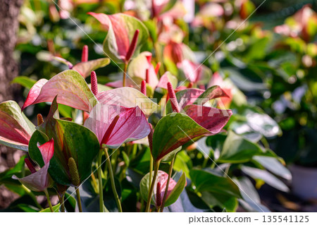Red Flamingo Flower or Anthurium andraeanum flower blooming in the garden. Family Araceae. Red Flamingo Flower or Anthurium andraeanum flower blooming in the garden. Family Araceae. 135541125