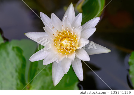 Close-up of blooming Nymphaea nouchali or water lily flowers with green leaf in the basin. 135541139