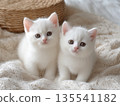 Two shots of cute white kittens 135541182