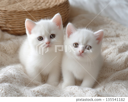 Two shots of cute white kittens Two shots of cute white kittens 135541182