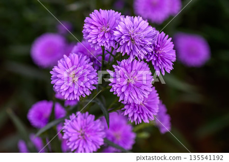 Close-up Marguerite Daisy flower blooming in the garden. 135541192