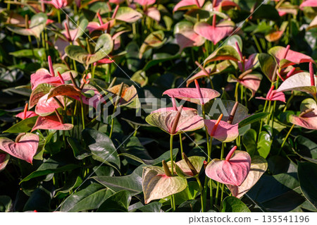 Red Flamingo Flower or Anthurium andraeanum flower blooming in the garden. Family Araceae. Red Flamingo Flower or Anthurium andraeanum flower blooming in the garden. Family Araceae. 135541196