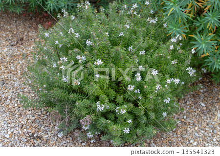 Westringia longifolia flowering shrub with white blooms 135541323