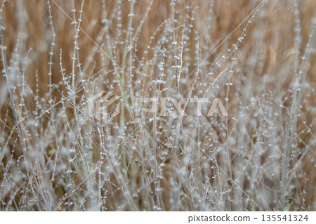 Winter structure of salvia yangii (Russian sage) with soft focus stems Winter structure of salvia yangii (Russian sage) with soft focus stems 135541324