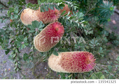 Banksia praemorsa flower spikes close-up. Cut-Leaf banksia inflorescences 135541325