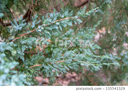 Juniperus squamata branches with glaucous blue-green needles. Botanical detail Juniperus squamata branches with glaucous blue-green needles. Botanical detail 135541329