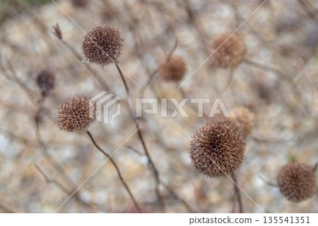Dried seed pods in winter garden. Selective focus natural background 135541351
