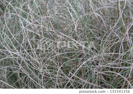 Lygeum spartum. Esparto grass leaves close-up for natural fiber use Lygeum spartum. Esparto grass leaves close-up for natural fiber use 135541356