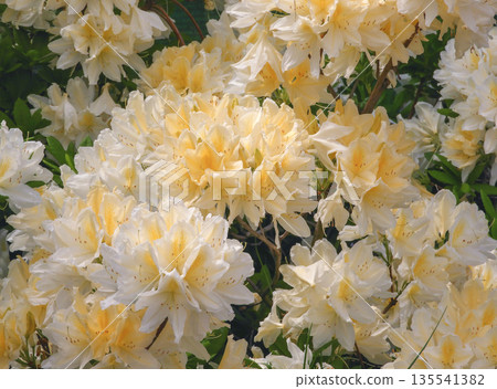 Rhododendron molle deciduous azalea yellow-cream blooms in garden 135541382