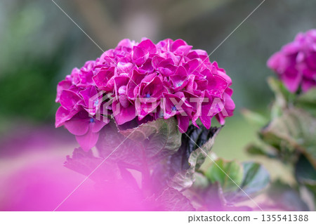 Pink hydrangea macrophylla bloom with blue centers and soft foreground blur Pink hydrangea macrophylla bloom with blue centers and soft foreground blur 135541388