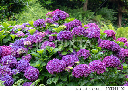 Large magenta hydrangea macrophylla flower heads in woodland garden Large magenta hydrangea macrophylla flower heads in woodland garden 135541402