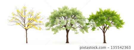 Trees with Different Foliage Stages Isolated - Vector Illustration 135542363
