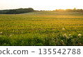 Beautiful sunset in the field in the summer time.  135542788