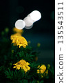 Yellow marigolds floating in the light 135543511