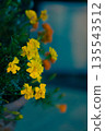 Yellow marigolds blooming in the twilight 135543512