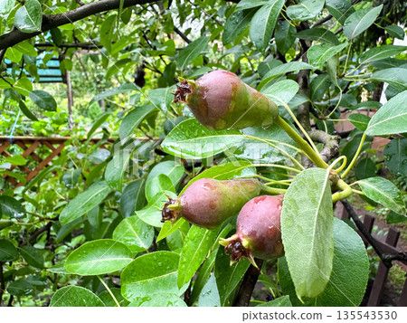 Unripe pears on a tree with lush green leaves in a garden. Unripe pears on a tree with lush green leaves in a garden. 135543530