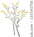 Mimosa, the arrival of spring, yellow flowers 135543756