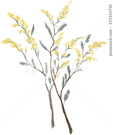 含羞草，春天的到來，黃色的花朵 135543756