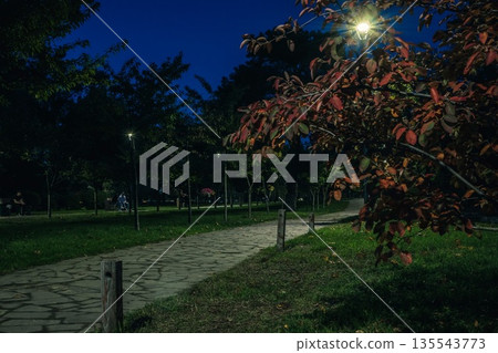 The tailed road with yellow leafs in the night park with lanterns in autumn. Benches in the park during the autumn season at night. Illumination of a park road with lanterns at night. Park Kyoto The tailed road with yellow leafs in the night park with lanterns in autumn. Benches in the park during the autumn season at night. Illumination of a park road with lanterns at night. Park Kyoto 135543773