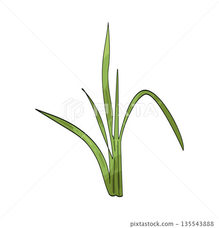 illustration of grass leaf illustration of grass leaf 135543888