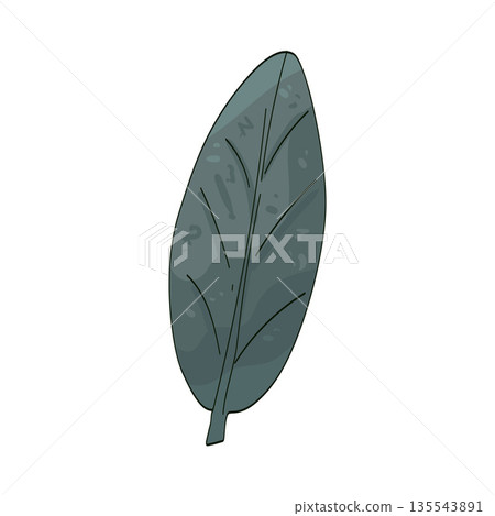 illustration of sage leaf 135543891