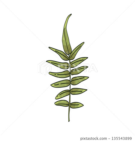 illustration of fern leaf 135543899