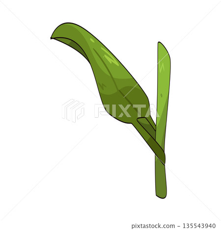 illustration of grass leaf 135543940